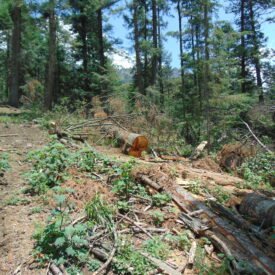 Tala de bosques